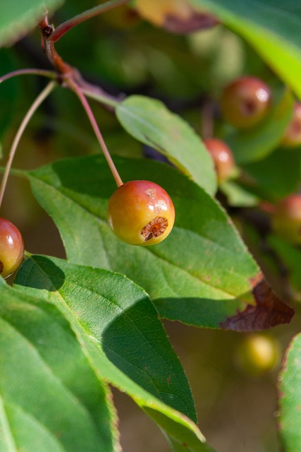 端缺乏明确 端缺乏明确