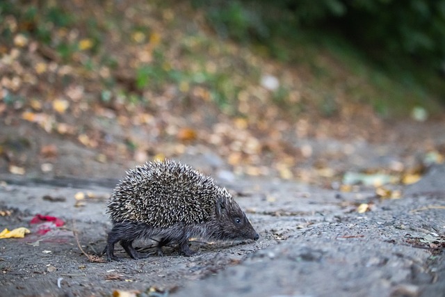 尽管独行侠 尽管独行侠
